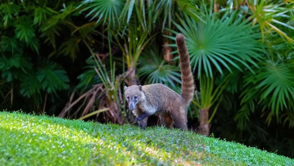 Coati In Villas Zamna Cozumel