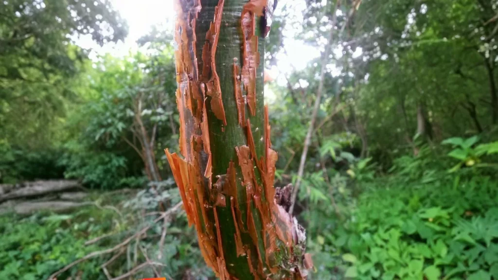 Gumbo Limbo Tree In Villas Zamna Cozumel