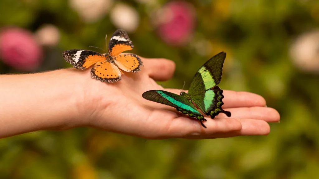 Butterflies Sanctuary In Villas Zamna Cozumel