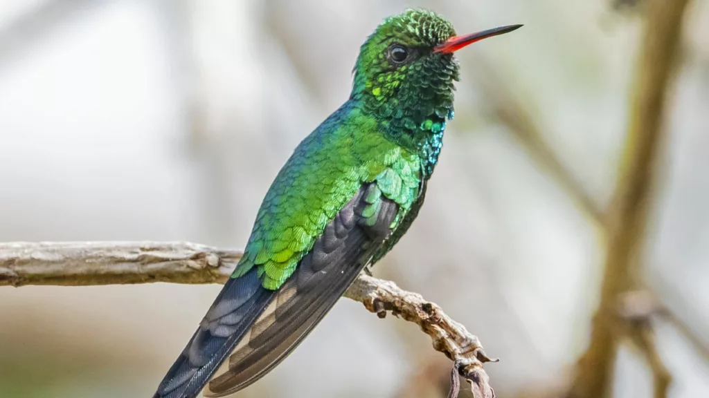 [ebirds.org] Cozumel Esmerald Humingbird In Villas Zamna