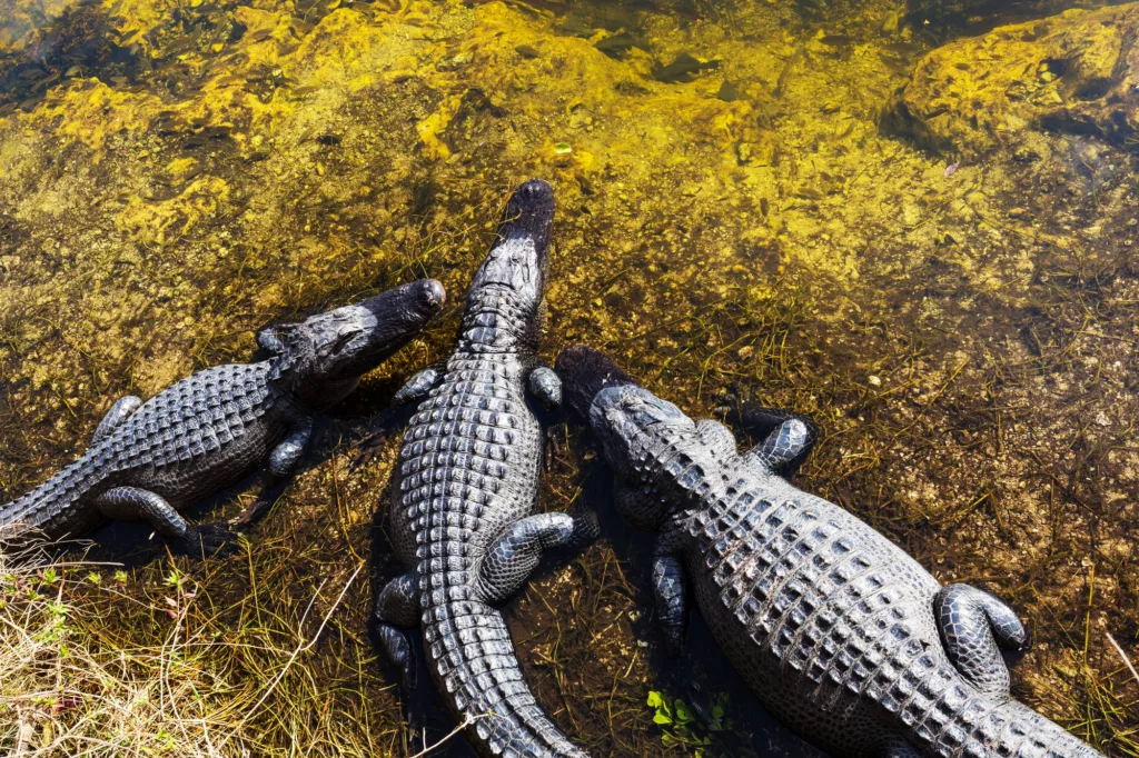 Cozumel Crocodiles Island